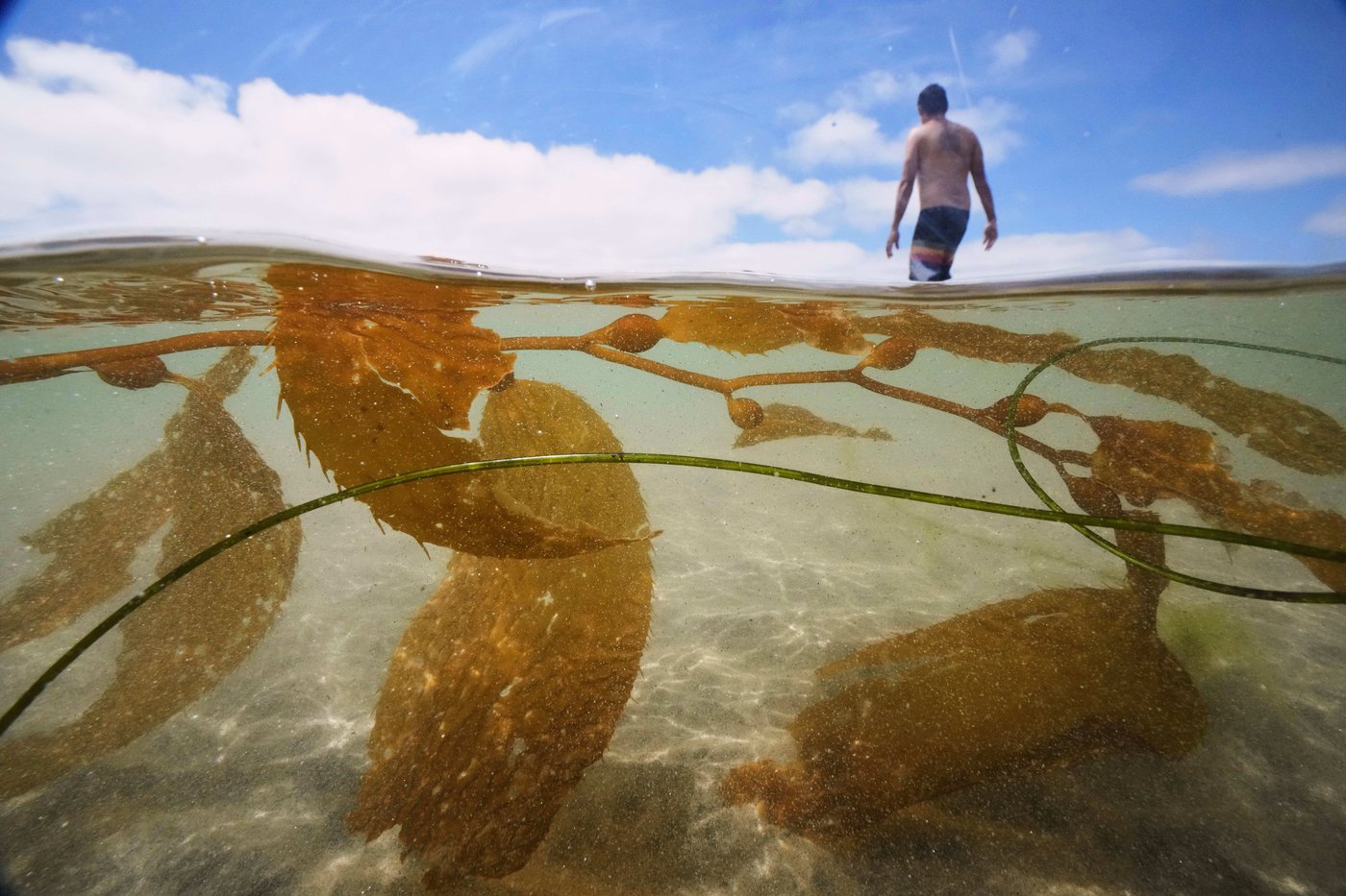 Fundraising to protect oceans, forests and other key nature sites falling short ahead of UN summit | iNFOnews.ca Fundraising to protect oceans, forests and other key nature sites falling short ahead of UN summit | iNFOnews.ca