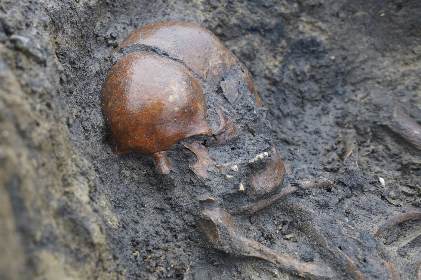 50 well-preserved Viking Age skeletons unearthed in Denmark | iNFOnews.ca