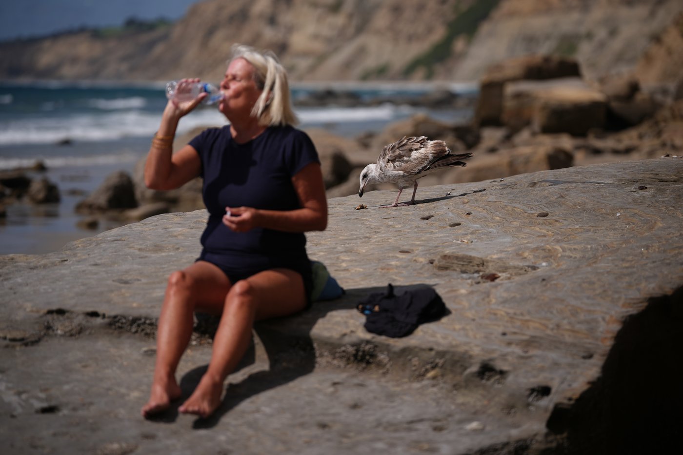 A marine heat wave caused seabird deaths off California. El Nino could worsen the die-off | iNFOnews.ca