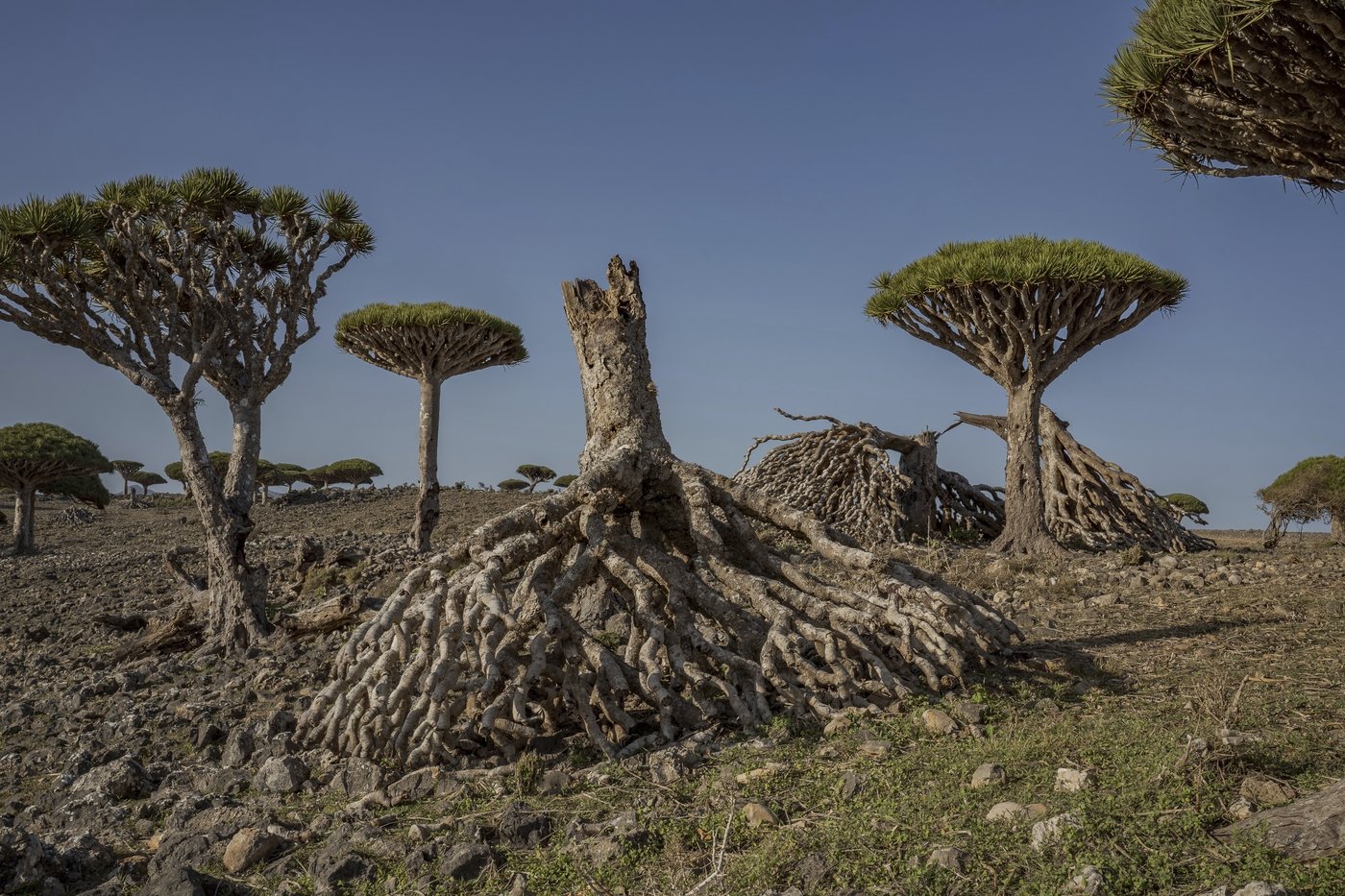 These surreal trees survived for centuries. Scientists worry for their future | iNFOnews.ca These surreal trees survived for centuries. Scientists worry for their future | iNFOnews.ca