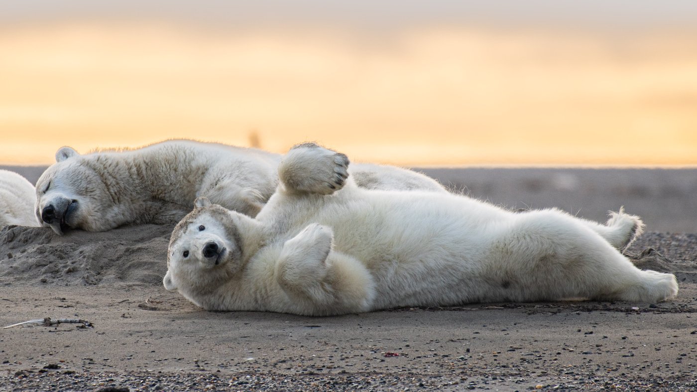 A tiny Arctic village in Alaska is trying to revive its polar bear tourism industry | iNFOnews.ca