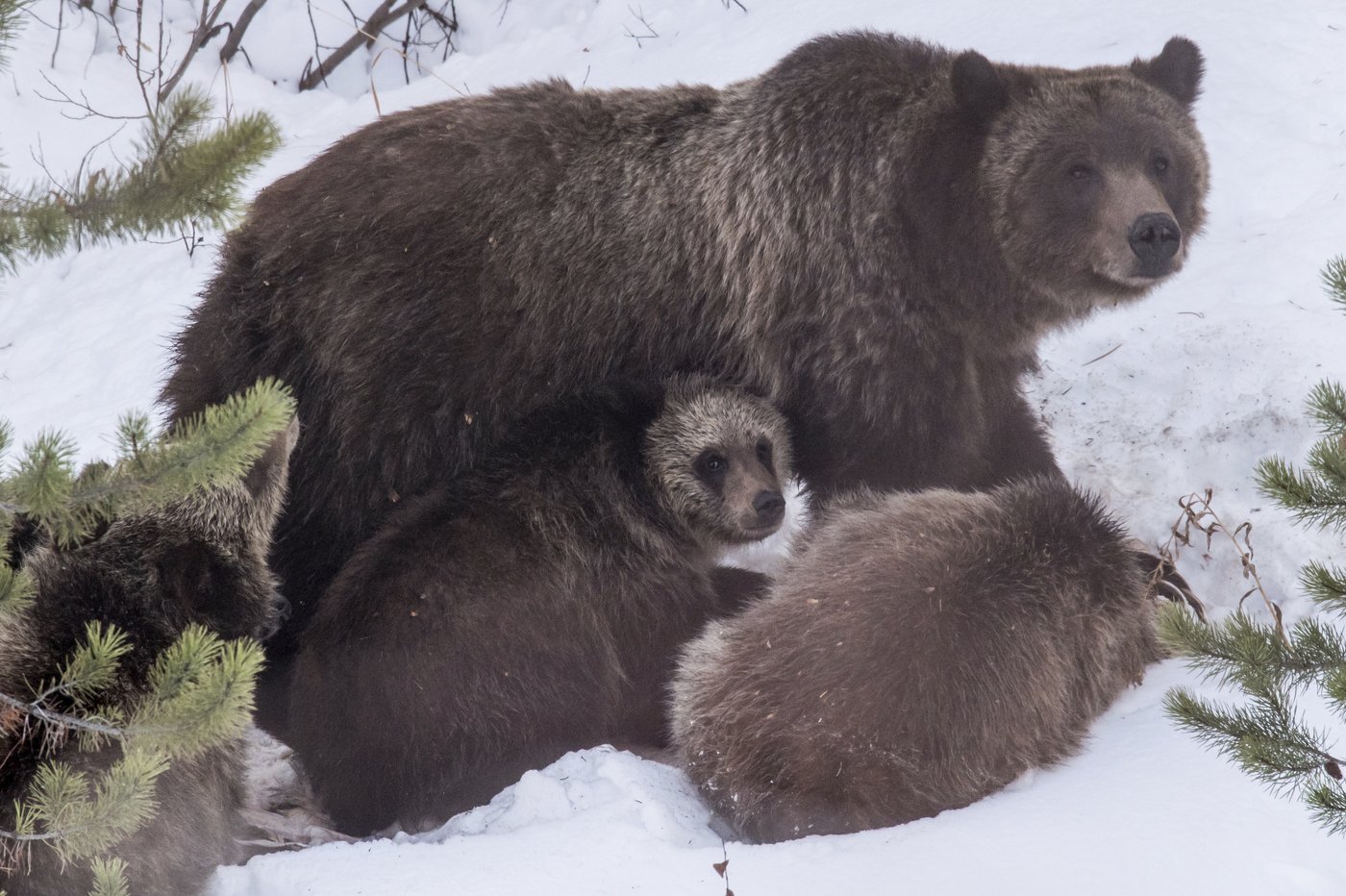The vehicle collision death of a famous Wyoming grizzly bear was an accident, authorities say | iNFOnews.ca