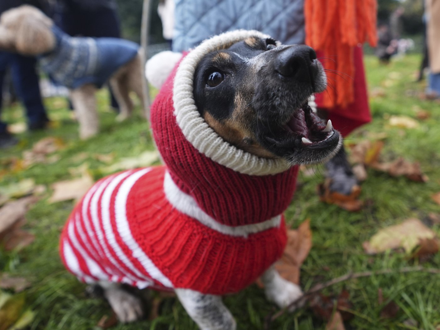 Pooches in pullovers strut their stuff at London's canine Christmas sweater parade | iNFOnews.ca