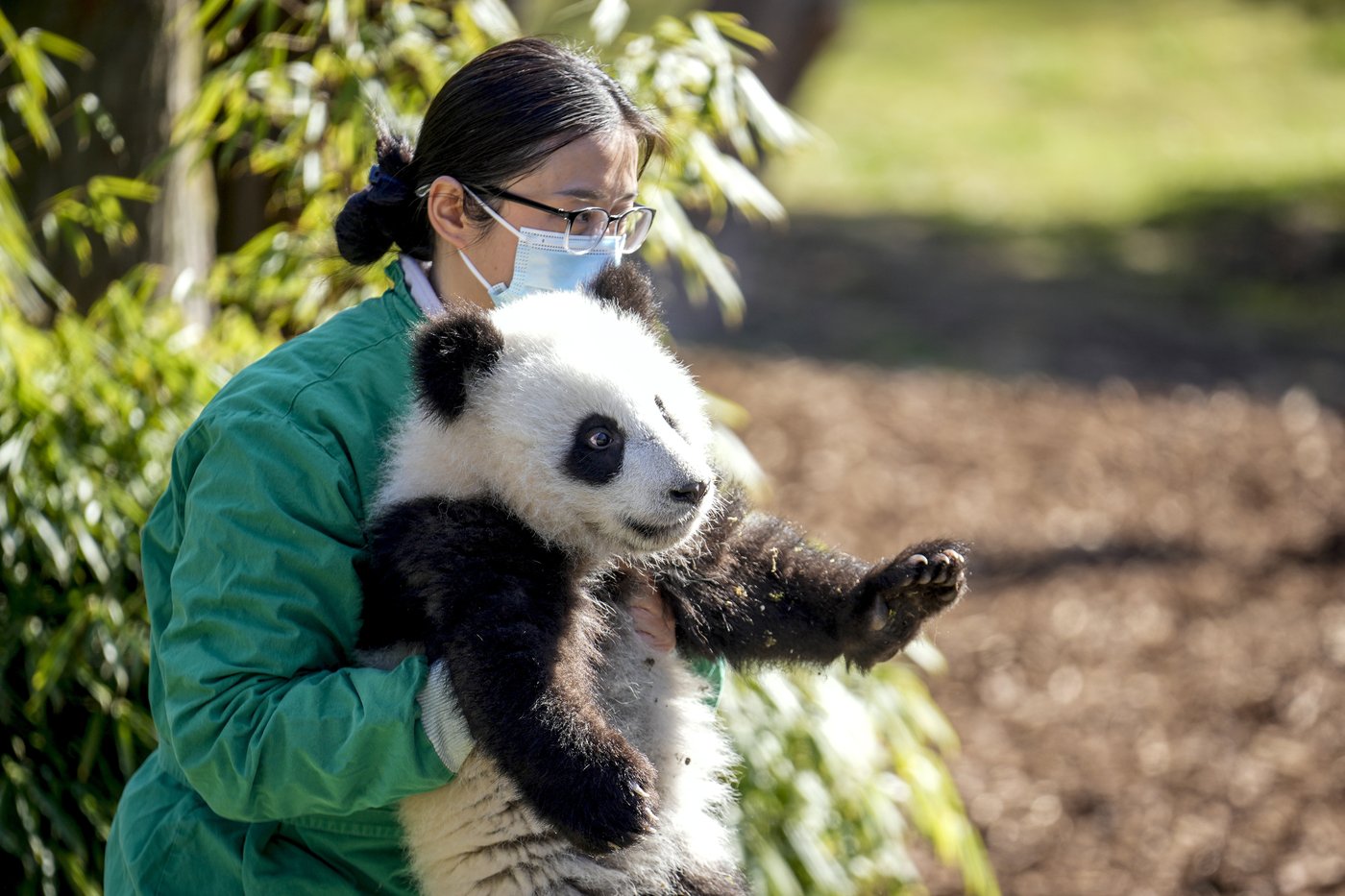 PHOTO COLLECTION: Germany Panda Cubs Outdoors | iNFOnews.ca