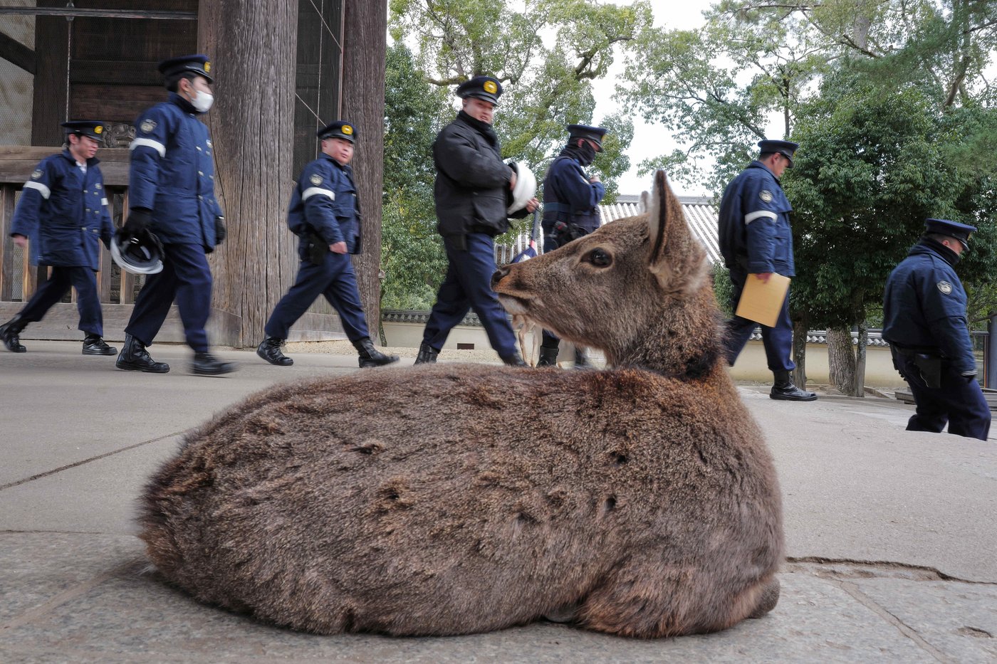 Photos show sacred deer wandering through Japan's ancient capital during Japan-South Korea summit | iNFOnews.ca