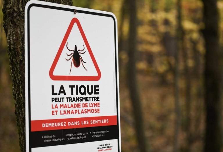 Cases of Lyme disease in Montreal highest in more than 20 years | iNFOnews.ca