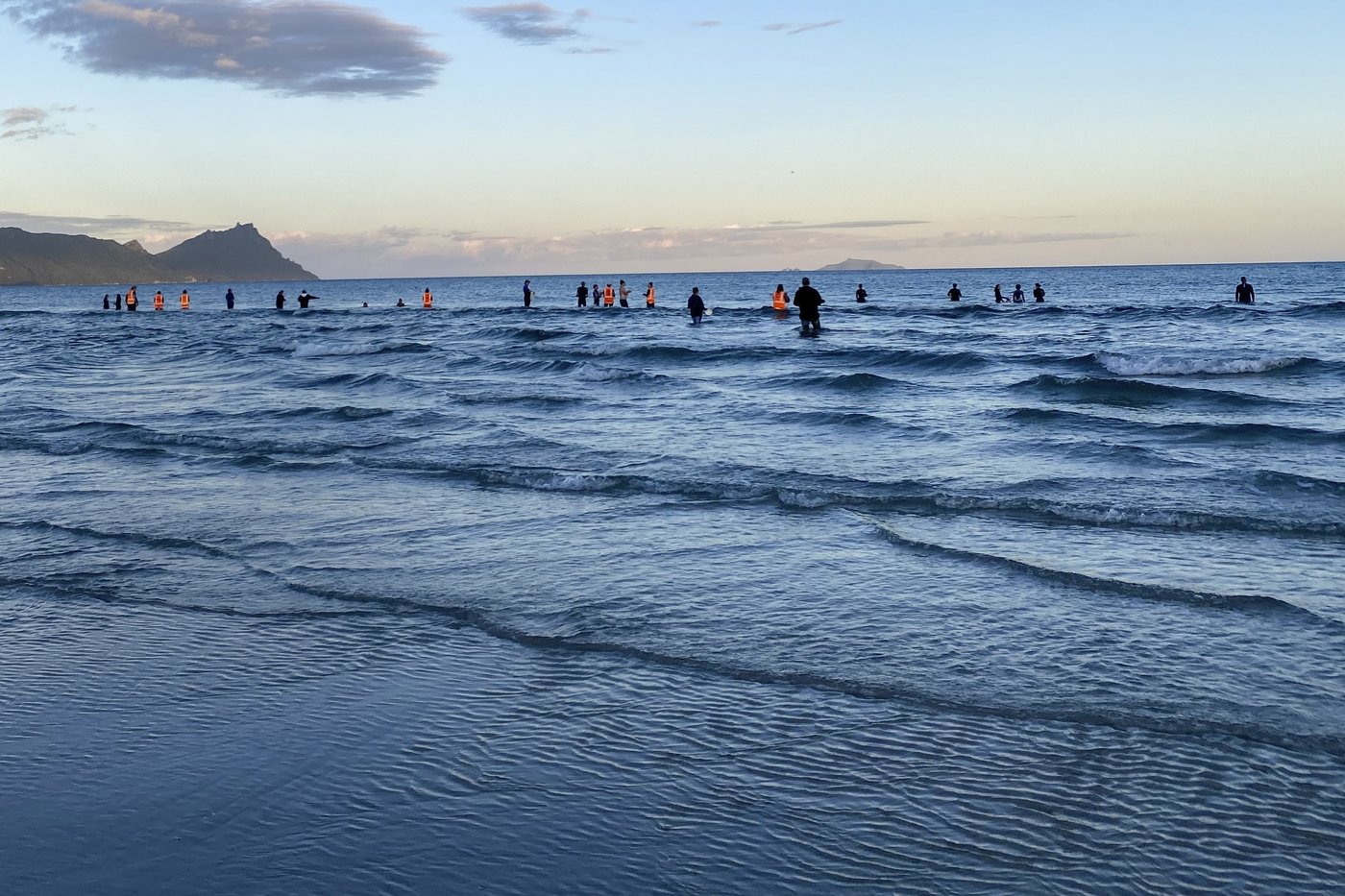 New Zealanders save more than 30 stranded whales by lifting them on sheets | iNFOnews.ca New Zealanders save more than 30 stranded whales by lifting them on sheets | iNFOnews.ca