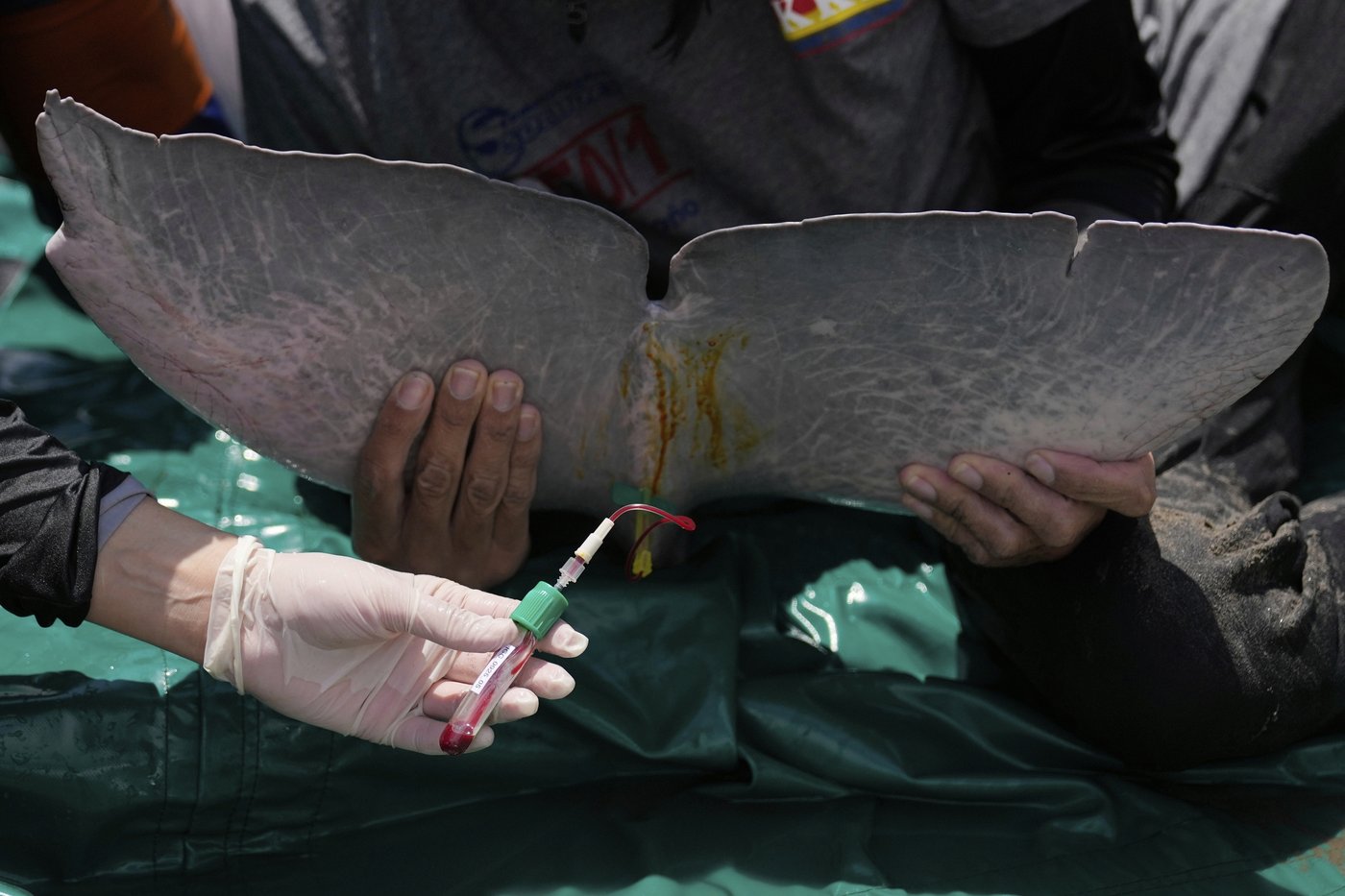 Endangered pink river dolphins face a rising mercury threat in the Amazon | iNFOnews.ca Endangered pink river dolphins face a rising mercury threat in the Amazon | iNFOnews.ca