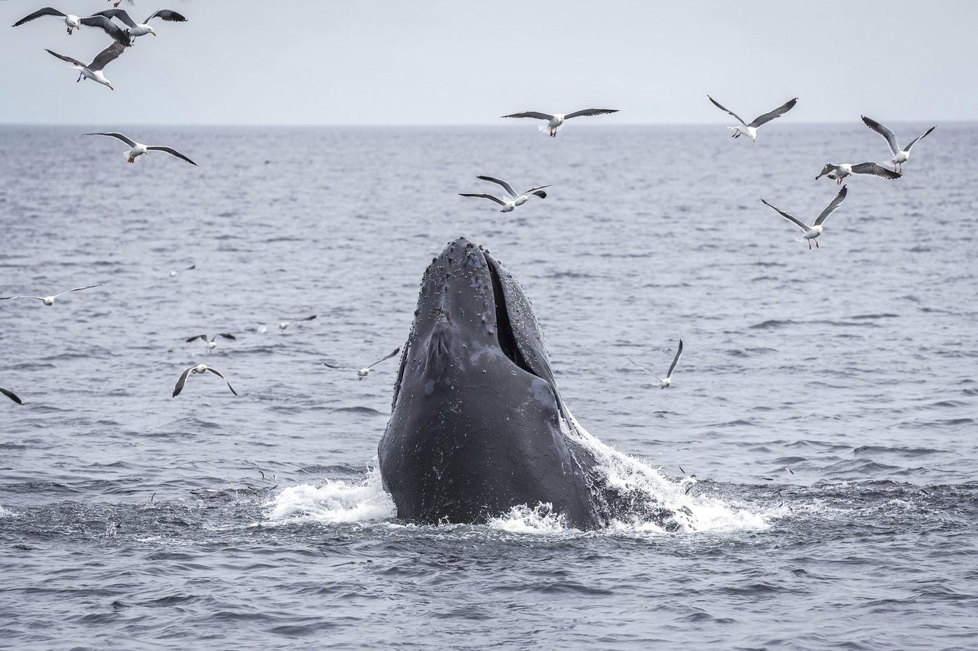 As Trump pares back ocean protections, California weighs expanding them | iNFOnews.ca