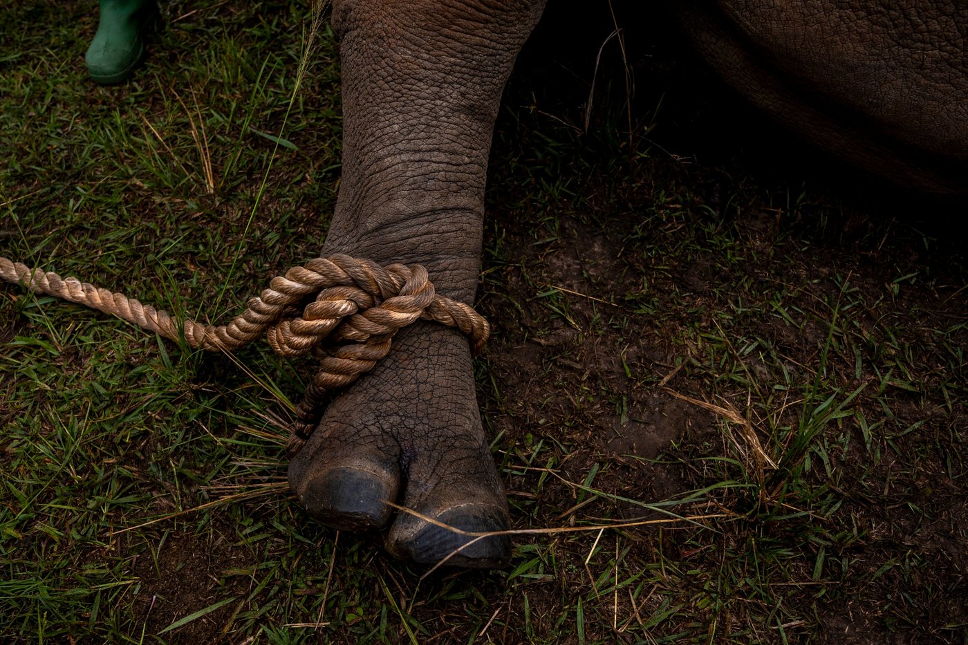 Uganda reintroduces rhinos into a protected area where they have been extinct since 1983 | iNFOnews.ca