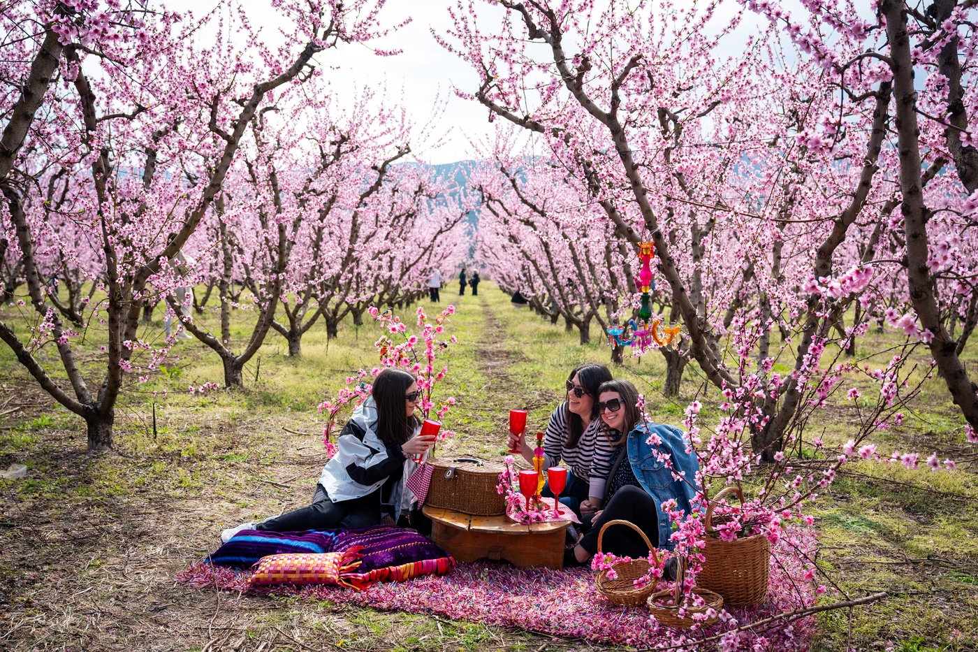 A pink veil across the fields: Thousands flock to Greece’s peach blossoms | iNFOnews.ca A pink veil across the fields: Thousands flock to Greece’s peach blossoms | iNFOnews.ca