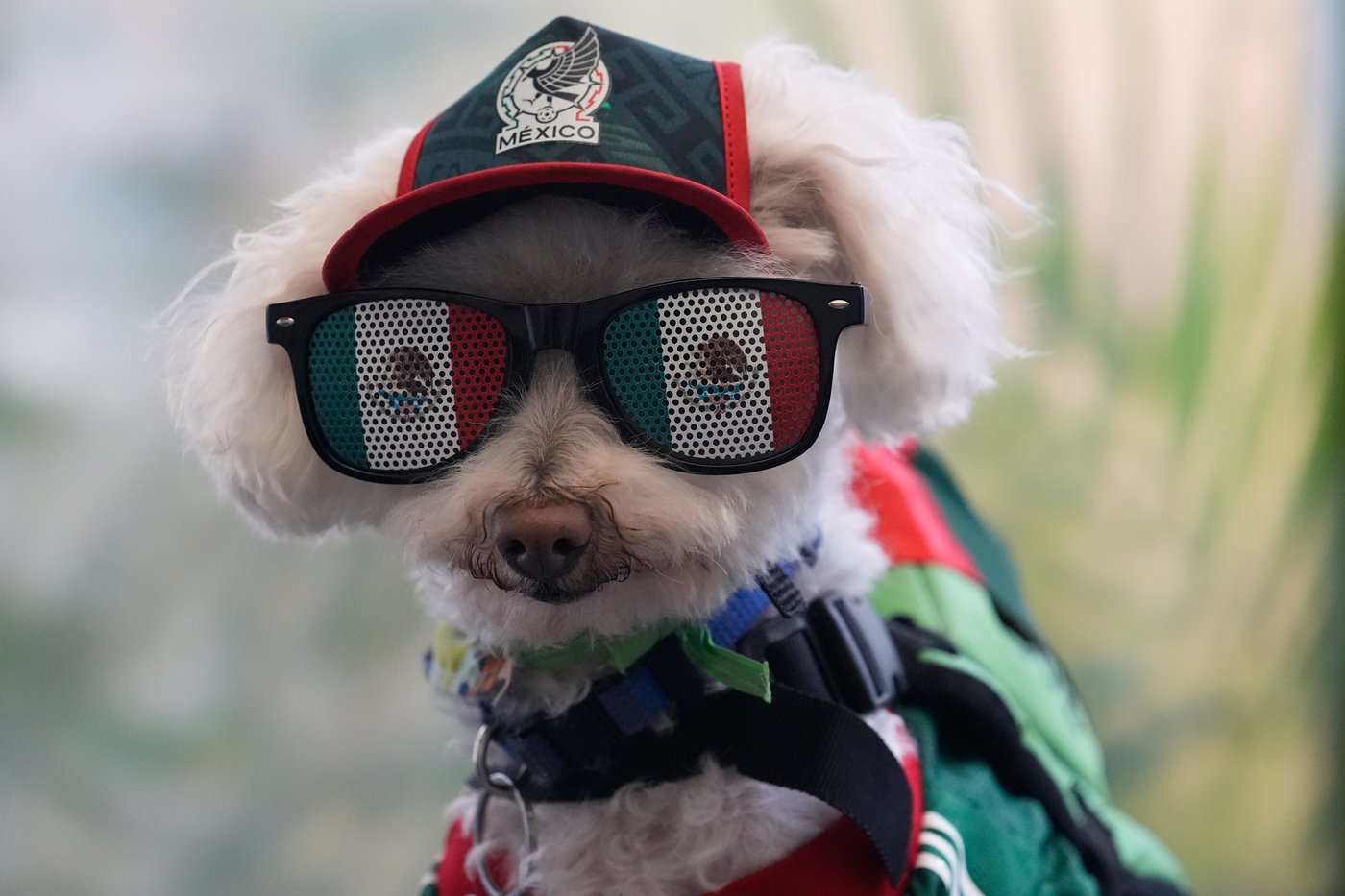 Rescue dog Osito steals hearts at the World Cup, one bike ride at a time | iNFOnews.ca Rescue dog Osito steals hearts at the World Cup, one bike ride at a time | iNFOnews.ca