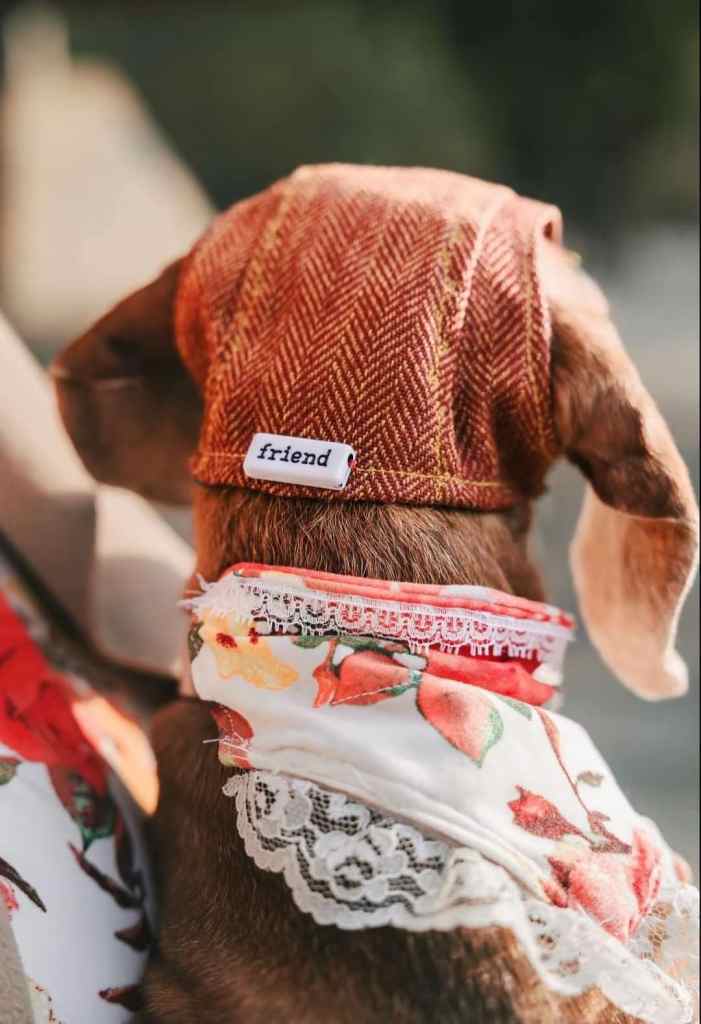 iN PHOTOS: Okanagan dachshund owner makes hats for dogs | iNFOnews.ca
