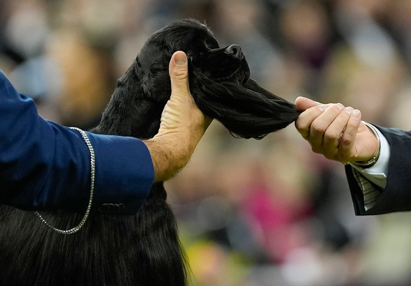 Photo Gallery: The Westminster dog show | iNFOnews.ca