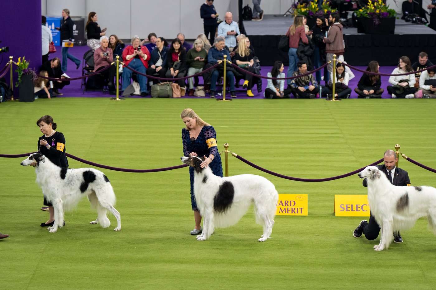 Couples at the Westminster show bond over dogs, and each other | iNFOnews.ca Couples at the Westminster show bond over dogs, and each other | iNFOnews.ca