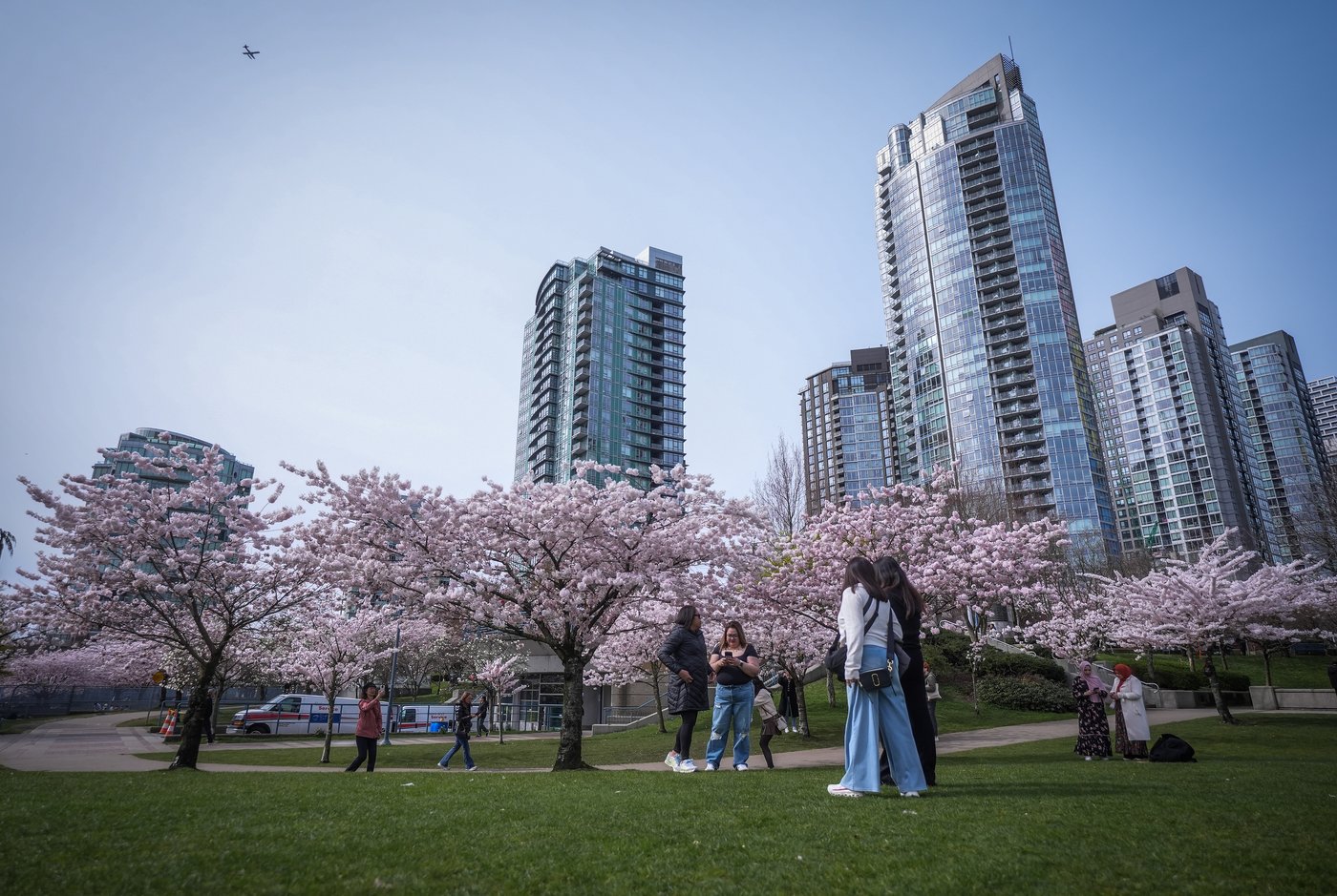 Photo Gallery: Vancouver's famous cherry blossoms out in full bloom | iNFOnews.ca