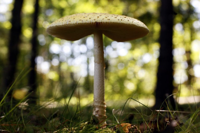 U.S. slaps duties on fresh Canadian mushrooms over subsidy claims | iNFOnews.ca