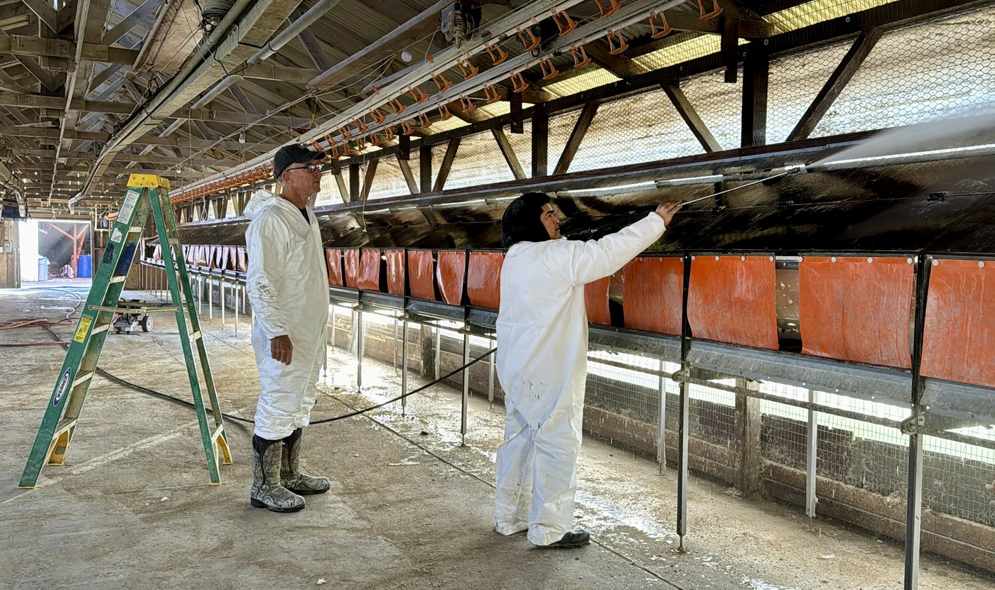 Build vaccine stockpile, use wastewater testing for H5N1 bird flu, experts urge | iNFOnews.ca