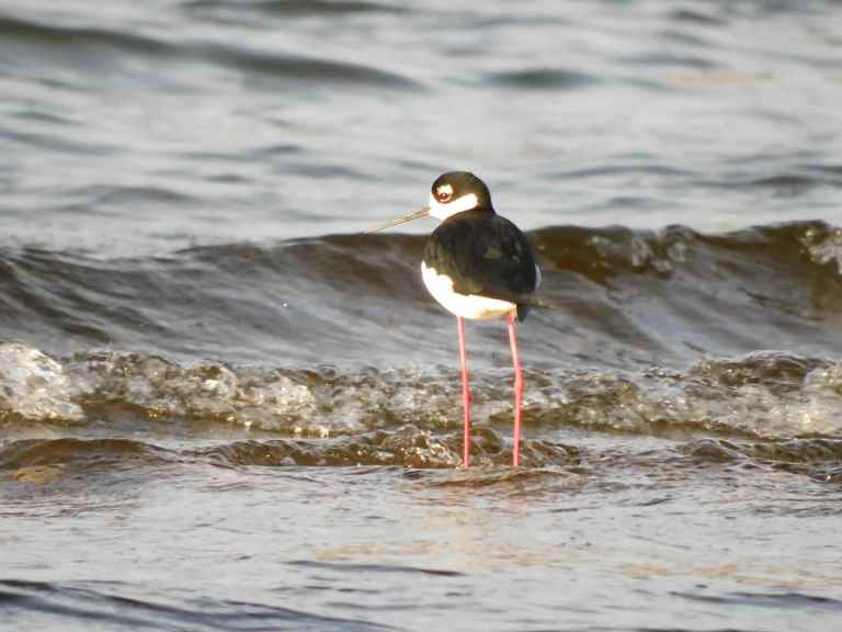 A black and white bird with long legs wades on the shores of a lake.