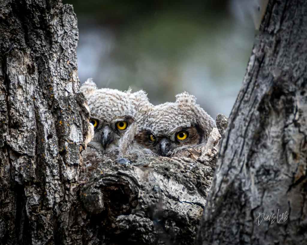 iN PHOTOS: Moments between a pair of eagles in West Kelowna | iNFOnews.ca