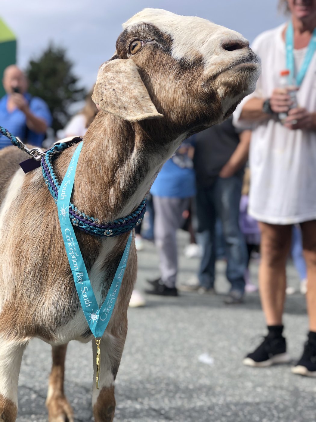 Marathon goat: animal runner wins hearts and a medal after crashing Newfoundland race | iNFOnews.ca Marathon goat: animal runner wins hearts and a medal after crashing Newfoundland race | iNFOnews.ca