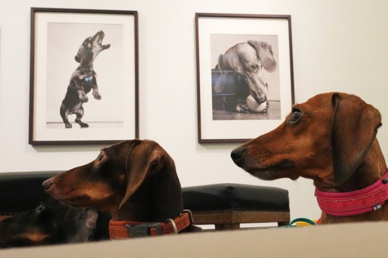 The dachshund is the muse in an exhibition showcasing the sausage dog's history in art | iNFOnews.ca
