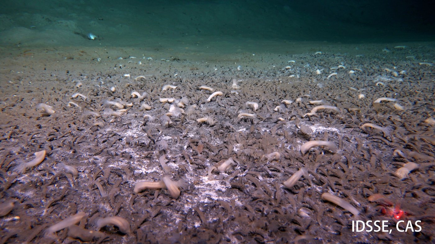 A submersible finds sea creatures thriving in the deepest parts of the ocean | iNFOnews.ca A submersible finds sea creatures thriving in the deepest parts of the ocean | iNFOnews.ca