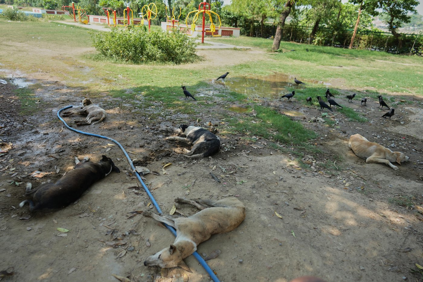 Photos show India sweltering under a severe heat wave | iNFOnews.ca