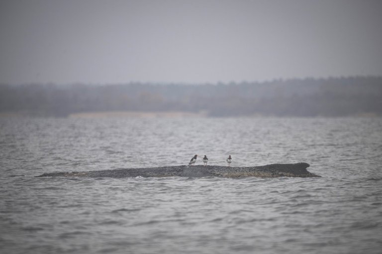 A stranded whale in Germany’s Baltic Sea weakens as hopes of its return to the Atlantic fade | iNFOnews.ca