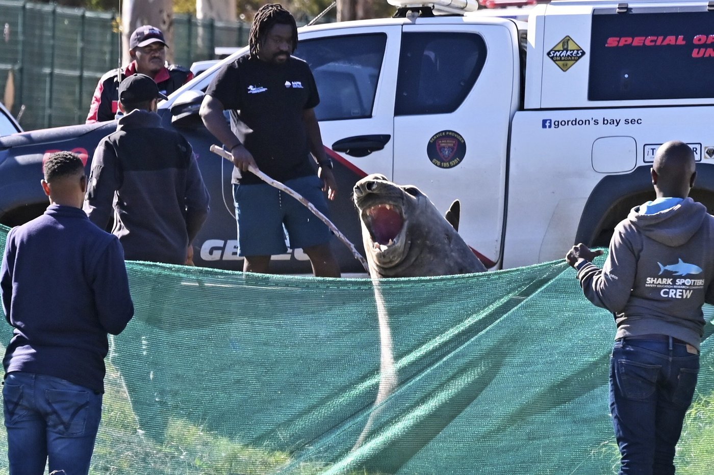 'How did you get here?' A large elephant seal is found lumbering along a South African street | iNFOnews.ca 'How did you get here?' A large elephant seal is found lumbering along a South African street | iNFOnews.ca