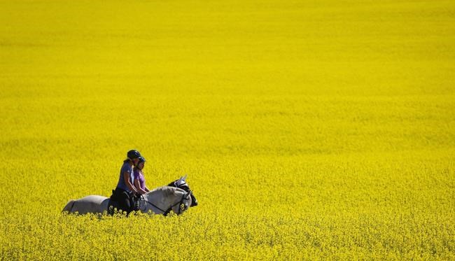 Chinese ambassador hopes canola dispute won't be big issue during Trudeau visit | iNFOnews.ca