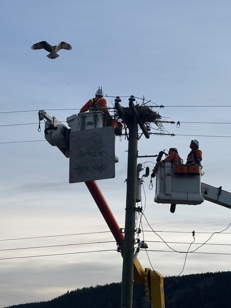 Shocking problem for osprey nests built on B.C. power poles prompts relocations | iNFOnews.ca