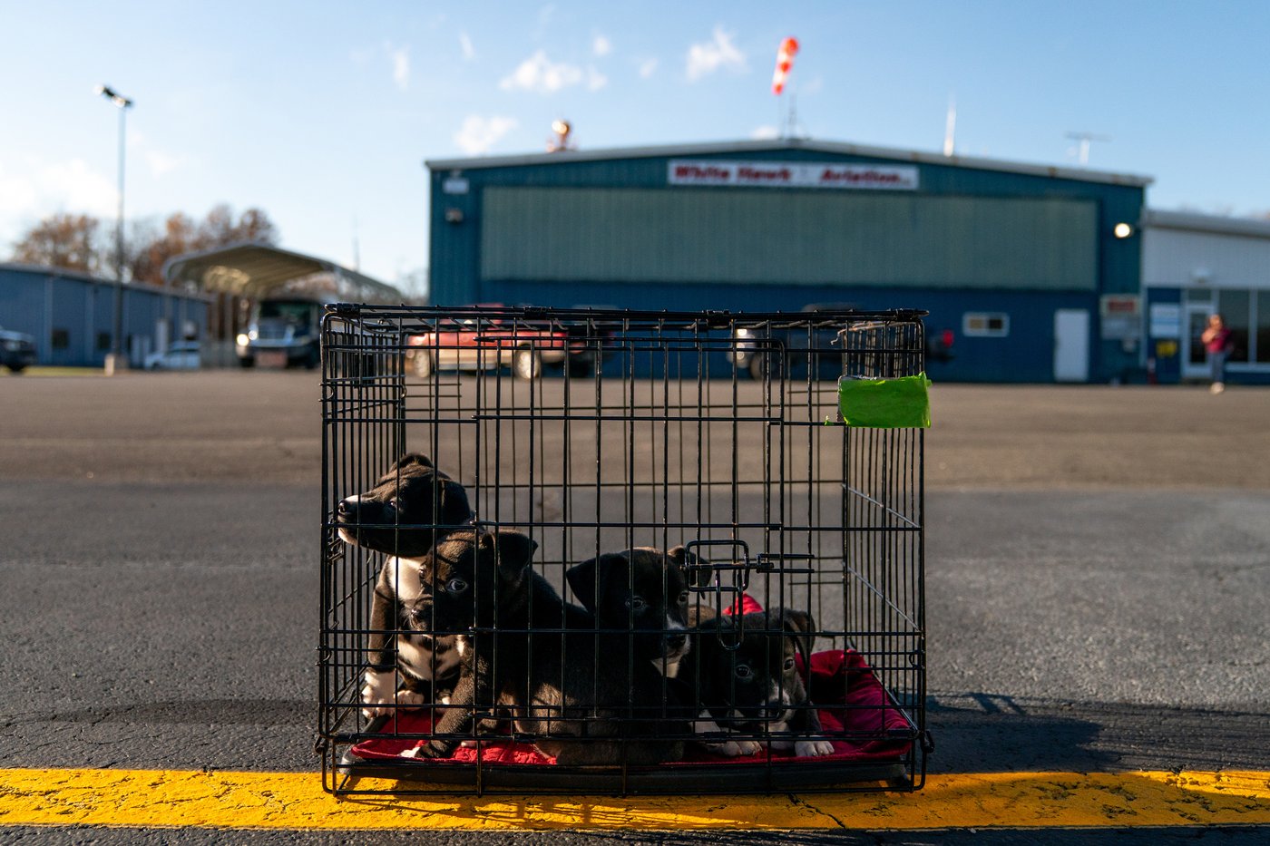 Shelter pets rescued by the revitalized Seuk’s Army in photos | iNFOnews.ca