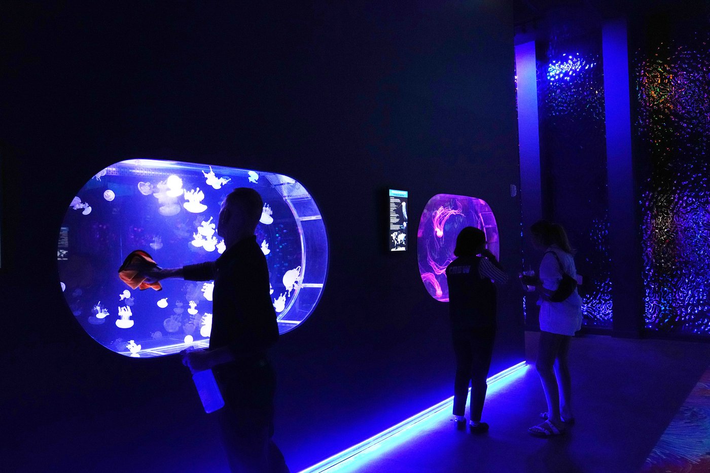 Florida's Jellyfish Museum is dedicated solely to the mesmerizing floating predators | iNFOnews.ca