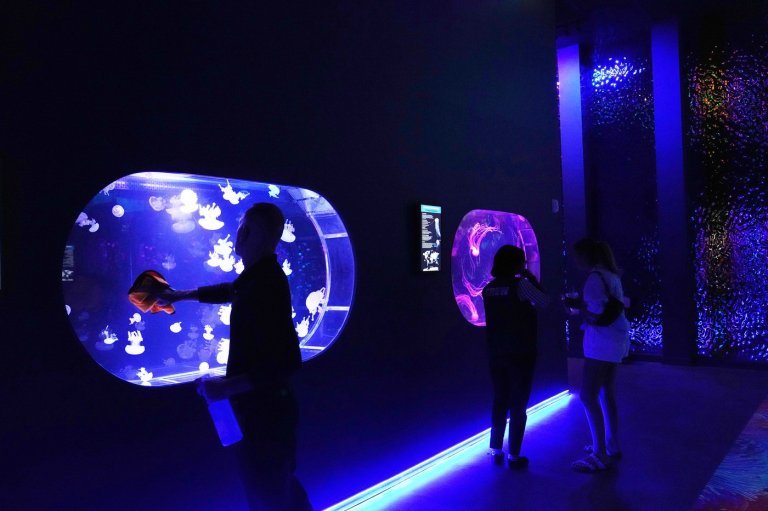 Mesmerizing jellyfish take center stage at 1st US museum dedicated solely to the floating predators | iNFOnews.ca