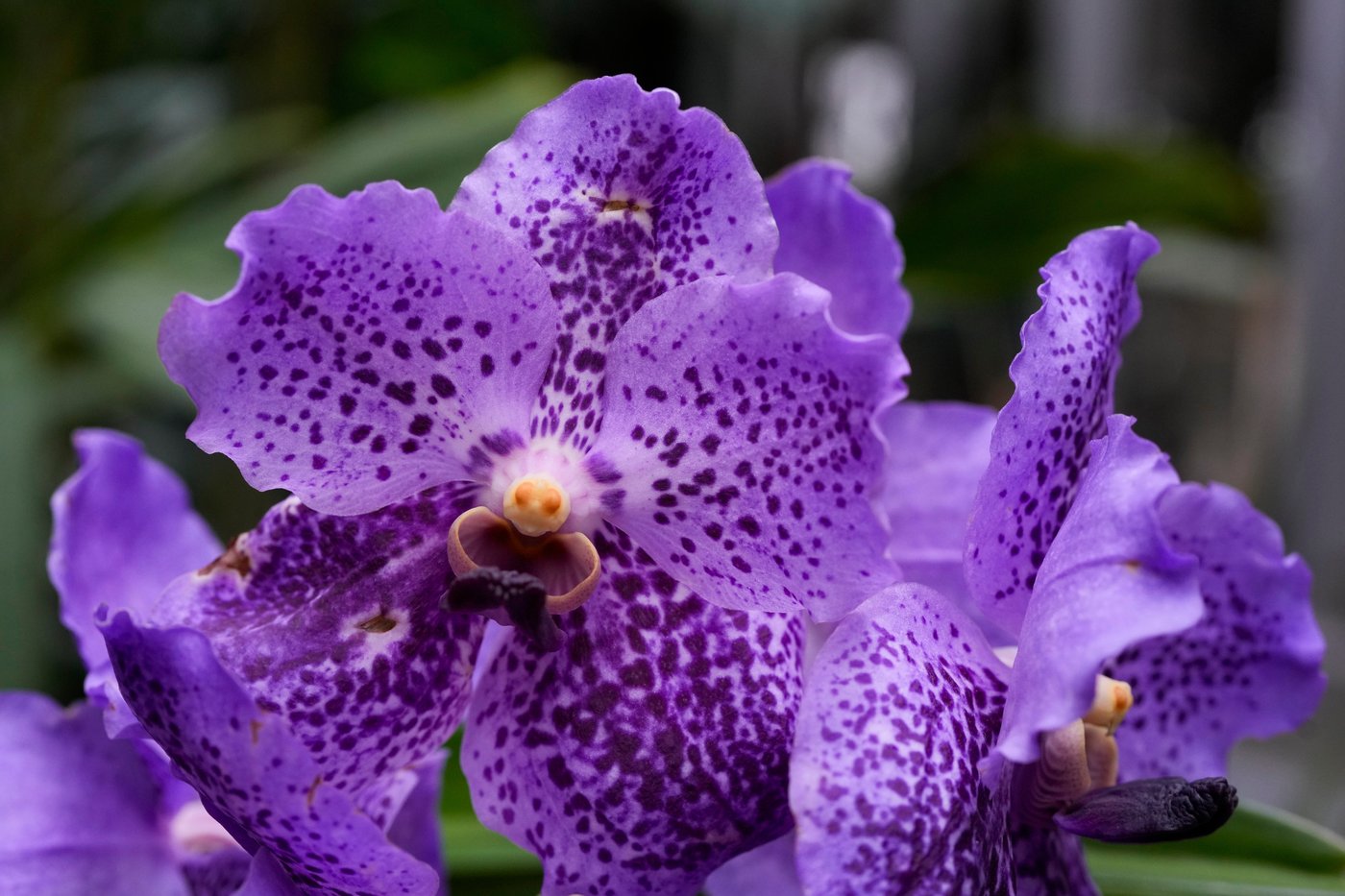 Photos of retro '70s-themed orchids show in Chicago | iNFOnews.ca