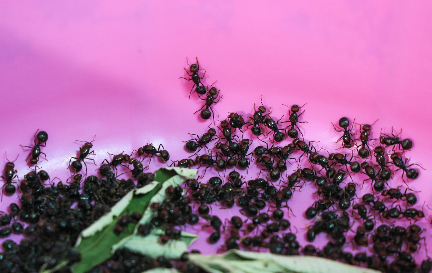 2 men found with hundreds of ants are charged with illegally dealing in wildlife in Kenya | iNFOnews.ca