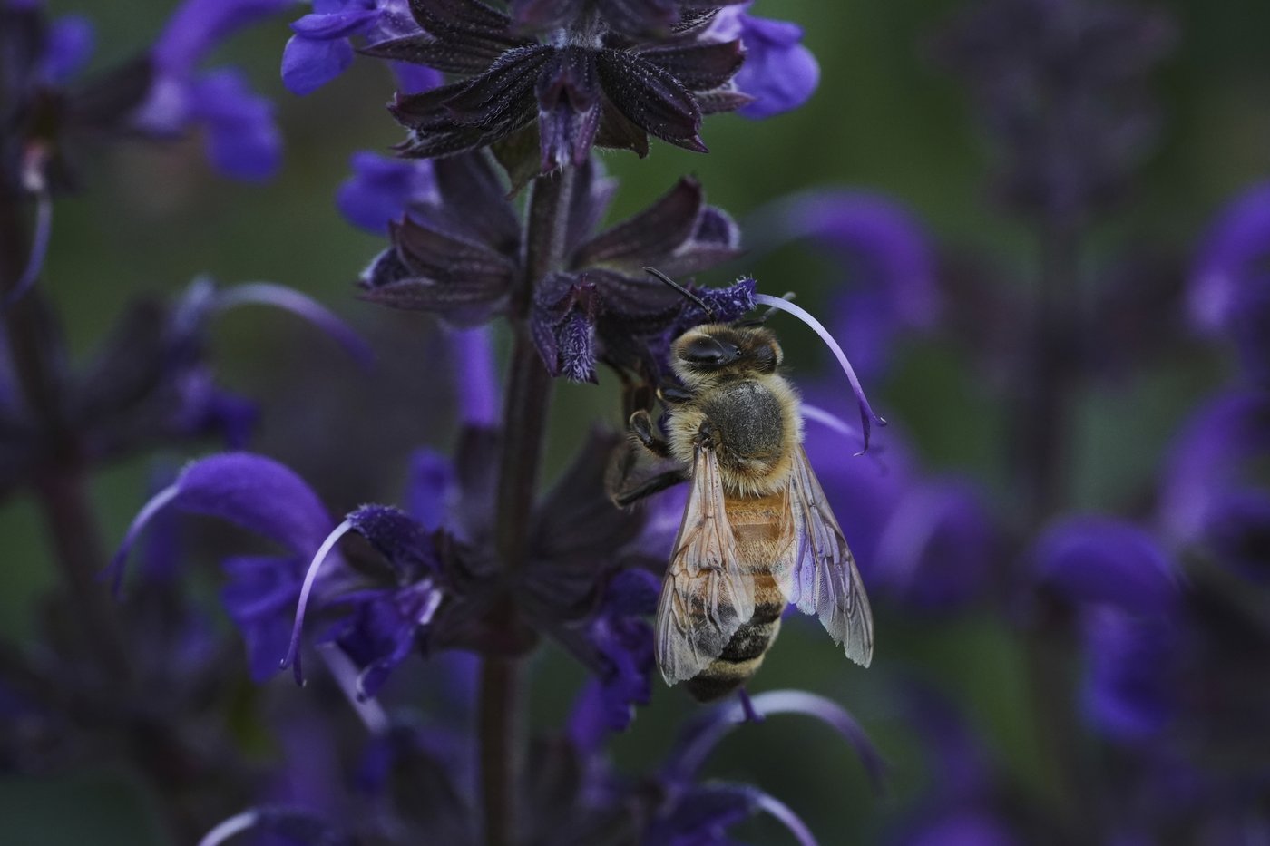Bees have some ways to cope with a warming Earth, but researchers fear for their future | iNFOnews.ca Bees have some ways to cope with a warming Earth, but researchers fear for their future | iNFOnews.ca