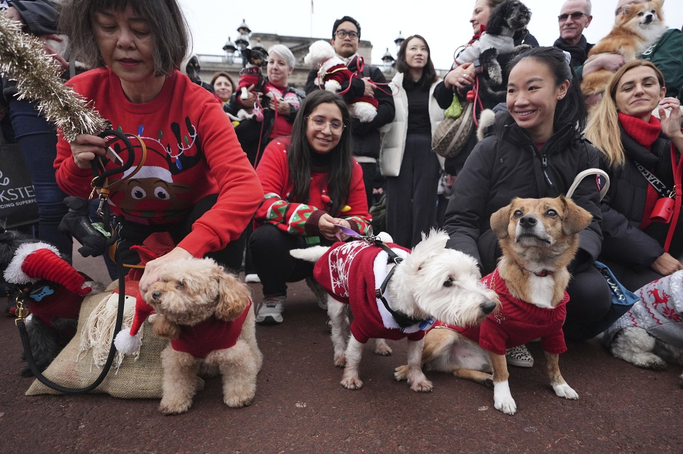 Pooches in pullovers strut their stuff at London's canine Christmas sweater parade | iNFOnews.ca