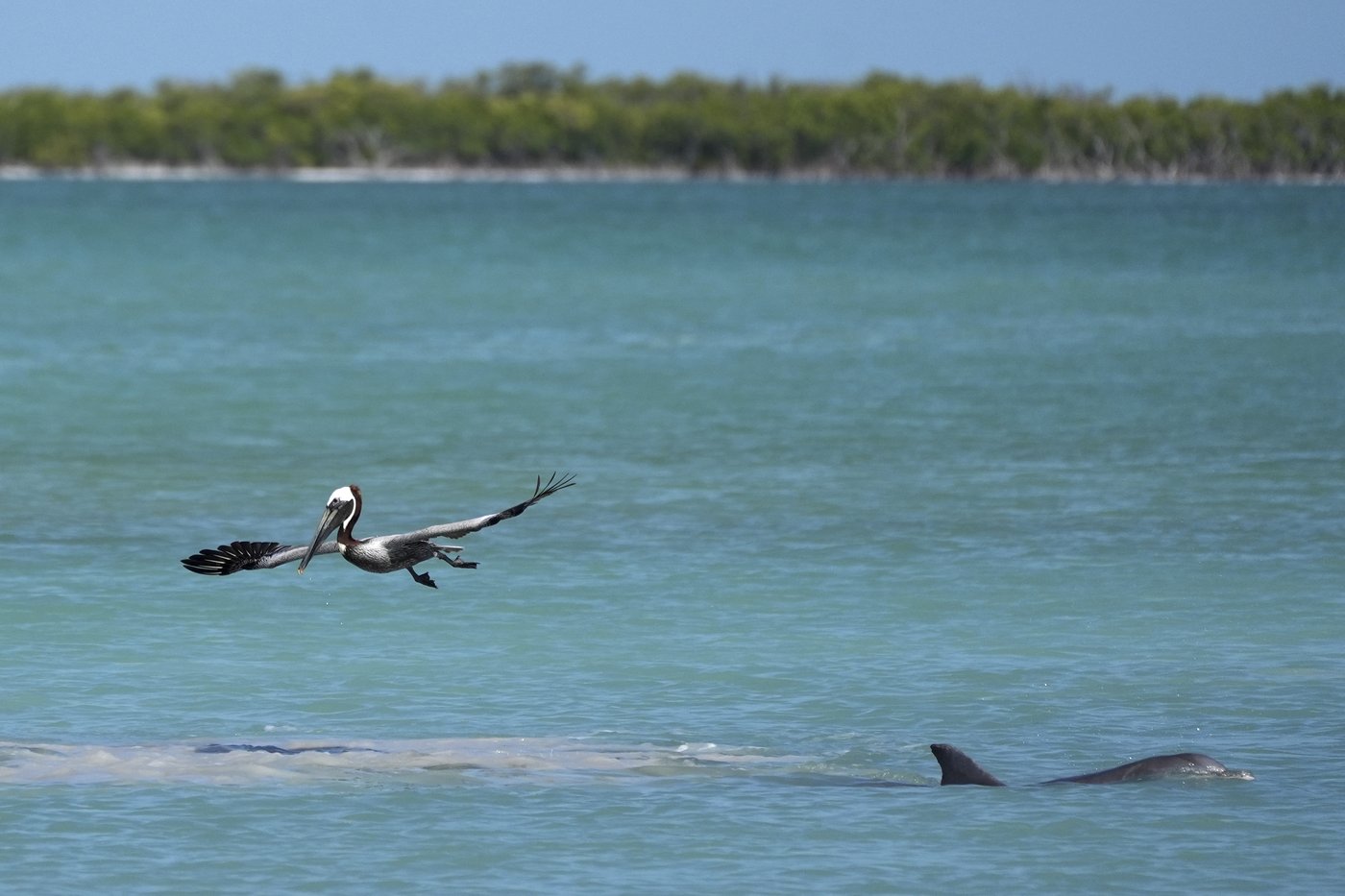 Everglades restoration would protect Florida Keys while scientists watch drought conditions | iNFOnews.ca