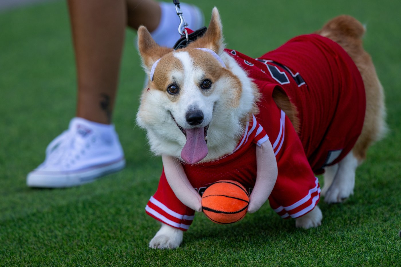 Corgis run, bark and sniff their way to glory at a growing international race | iNFOnews.ca