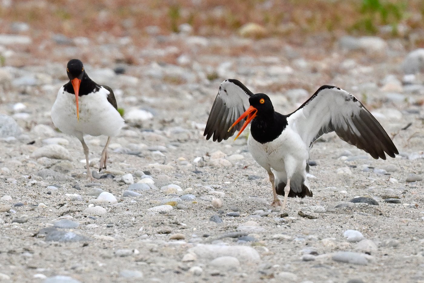 Oystercatchers, known for sharp bills and beady eyes, are making a comeback thanks to conservation | iNFOnews.ca