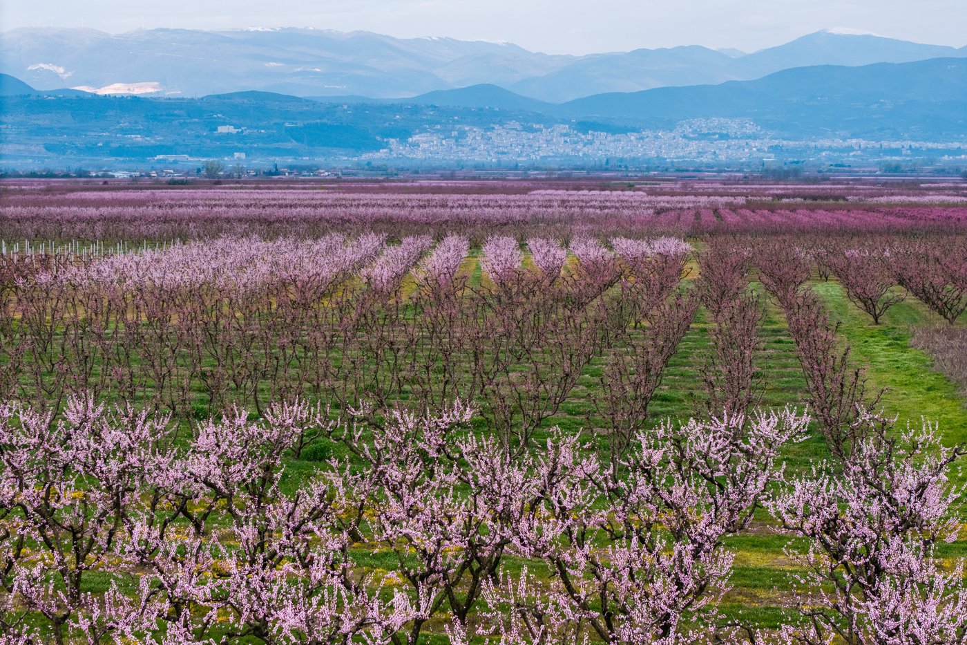 A pink veil across the fields: Thousands flock to Greece’s peach blossoms | iNFOnews.ca A pink veil across the fields: Thousands flock to Greece’s peach blossoms | iNFOnews.ca