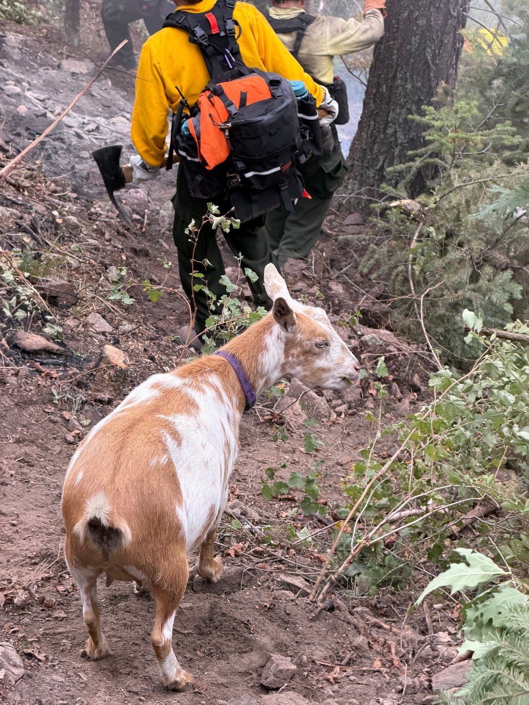 The GOAT: Hooved friend provides moral support to firefighters in Colorado | iNFOnews.ca
