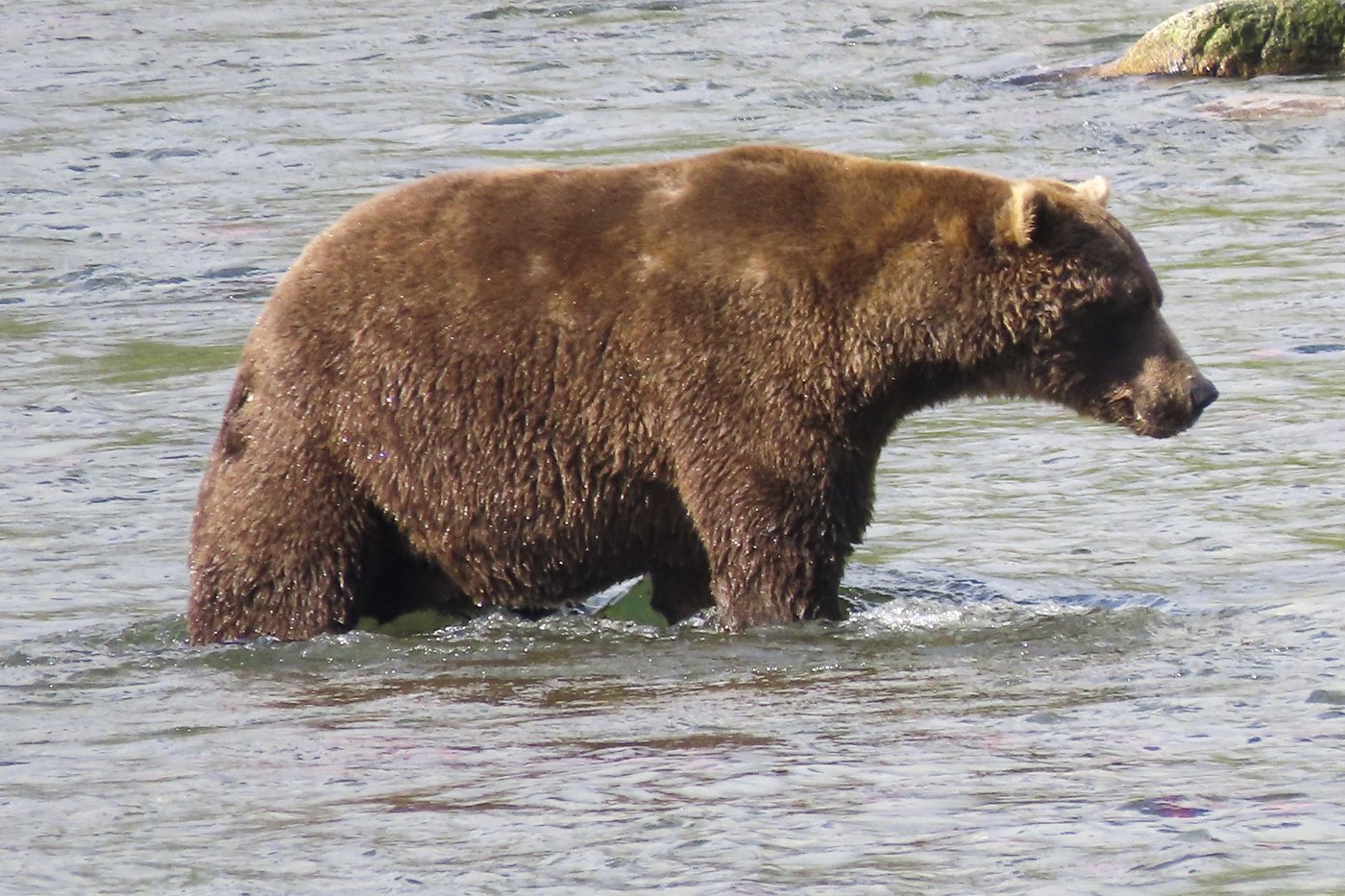 Online voting in Alaska's Fat Bear Week contest starts after an attack killed 1 contestant | iNFOnews.ca