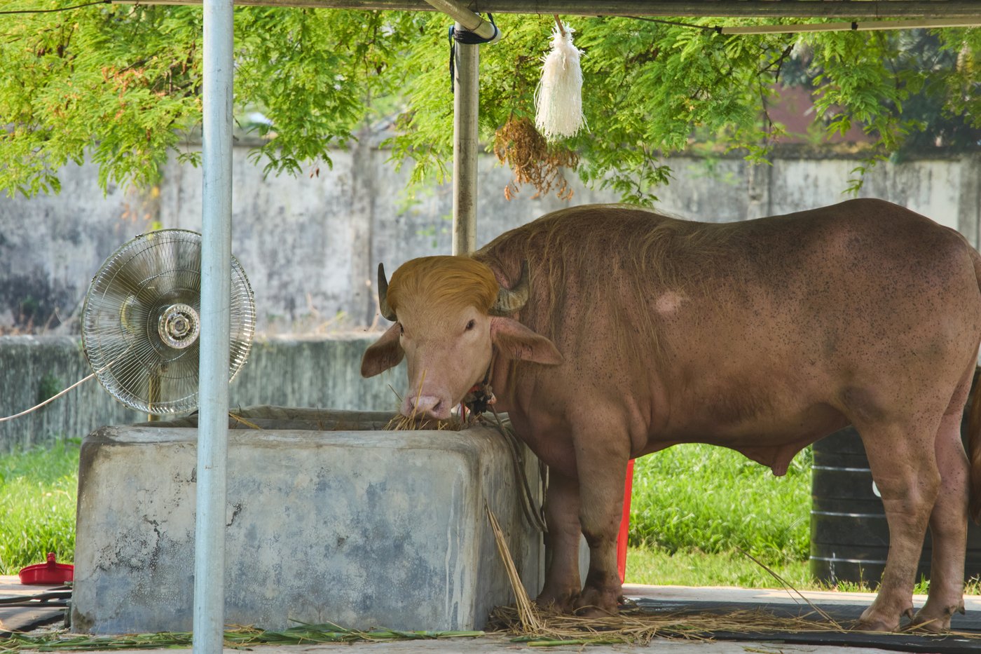 Buffalo named Donald Trump for his golden locks is a sensation at a Bangladesh zoo | iNFOnews.ca Buffalo named Donald Trump for his golden locks is a sensation at a Bangladesh zoo | iNFOnews.ca