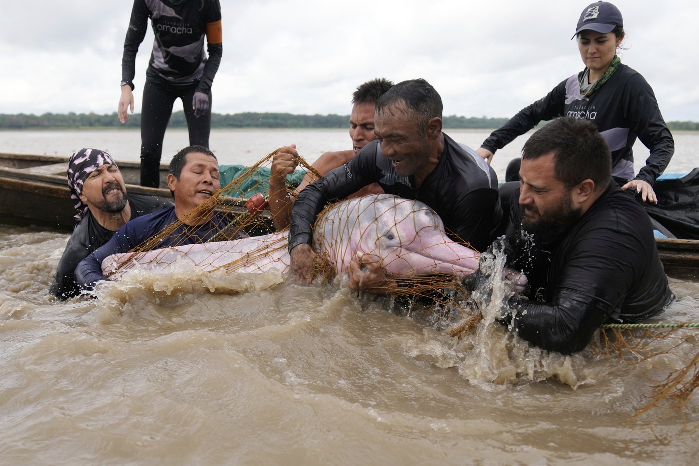 Endangered pink river dolphins face a rising mercury threat in the Amazon | iNFOnews.ca Endangered pink river dolphins face a rising mercury threat in the Amazon | iNFOnews.ca