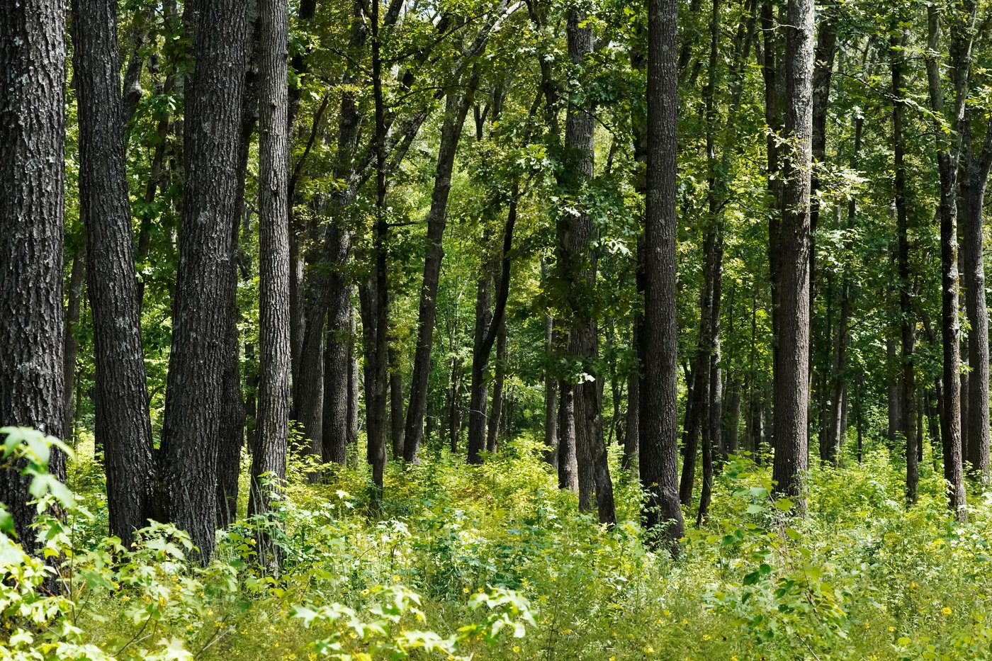 Give caterpillars a 'soft landing' under your trees. The ecosystem will thank you | iNFOnews.ca