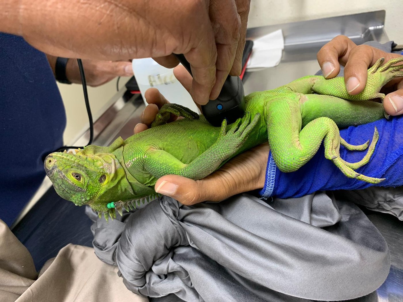 Uninhabited Caribbean islet blossoms into love nest for critically endangered iguana | iNFOnews.ca Uninhabited Caribbean islet blossoms into love nest for critically endangered iguana | iNFOnews.ca