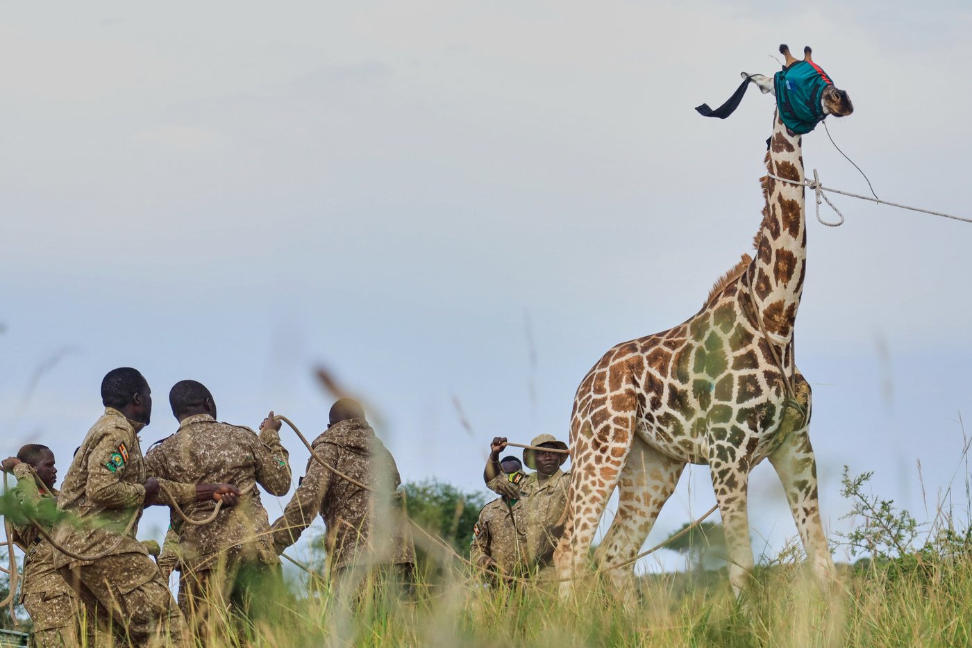 Giraffes given a new home in Uganda to escape oil drilling in the country's largest park | iNFOnews.ca